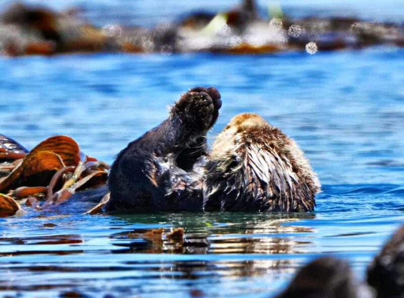Morro Bay: Whale Watching Adventure - Morro Bay Whale Watching Tour Starts at a Central Location