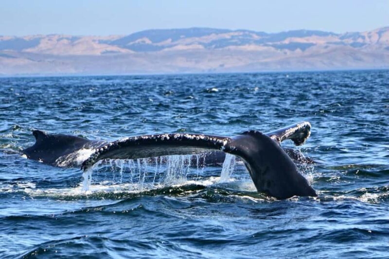Morro Bay: Whale Watching Adventure - The Itinerary Focus: Marine Life and Morro Rock