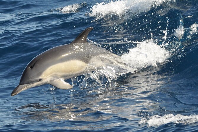 Morro Jable: 2 Hours Magic Dolphin & Whale watching with Drinks & Swim Stop. - The Importance of Responsible Wildlife Watching