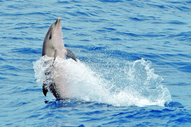 Morro Jable: 2 Hours Magic Dolphin & Whale watching with Drinks & Swim Stop. - The Guide’s Role and the Onboard Experience