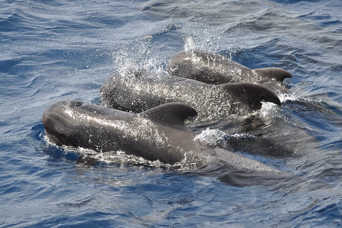 Morro Jable: 2 Hours Magic Dolphin & Whale watching with Drinks & Swim Stop. - Drinks and Refreshments on the Boat