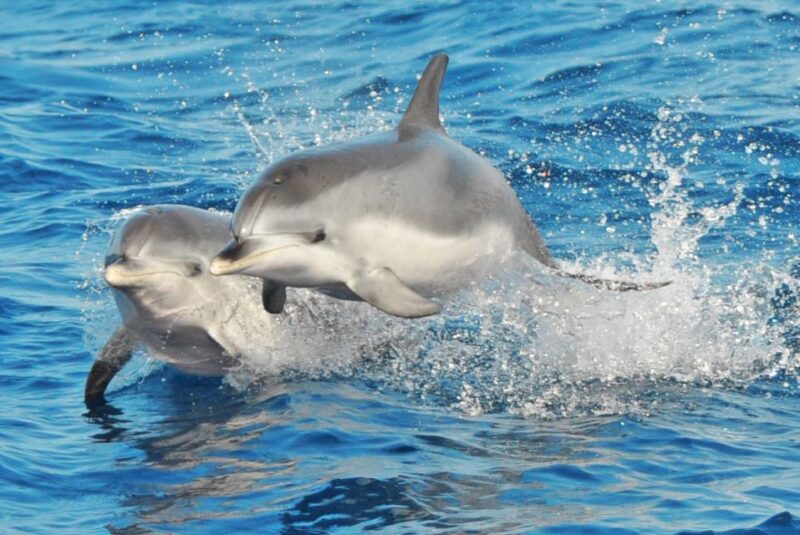Morro Jable: Dolphin & Whale Watching Cruise, Drinks & Swim - Wildlife Encounters: Dolphins, Whales, and Marine Life