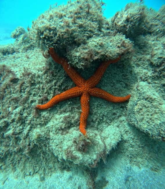 Morro Jable: Snorkeling Adventure - Exploring the Calm Waters of Morro Jable Bay