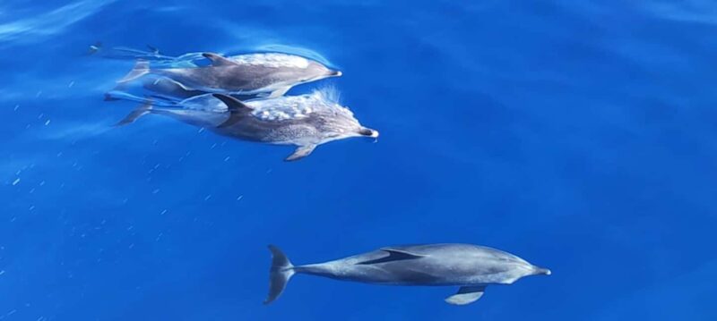 Morro Jable:Dolphin & Whale Watching Boat Tour & Snorkeling - Discover the Marine Wonders of Fuerteventura with a Short, Eco-Friendly Boat Trip