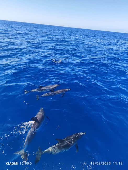 Morro Jable:Dolphin & Whale Watching Boat Tour & Snorkeling - Marine Life Spotting: Dolphins, Whales, and Flying Fish