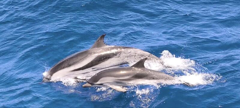 Morro Jable:Dolphin & Whale Watching Boat Tour & Snorkeling - The Thrill of the Speedboat Experience