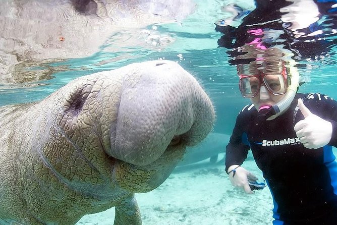 Most Popular 3hr Manatee Swim Tour + In-Water Guide! - Starting Point and Logistics in Crystal River