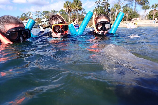 Most Popular 3hr Manatee Swim Tour + In-Water Guide! - Manatee Sightings and Water Conditions