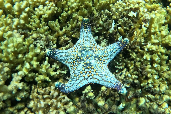 MOST POPULAR TOUR IN LA PAZ! Swim with Sea Lions Private Boat - Beach Lunch at Ensenada Grande