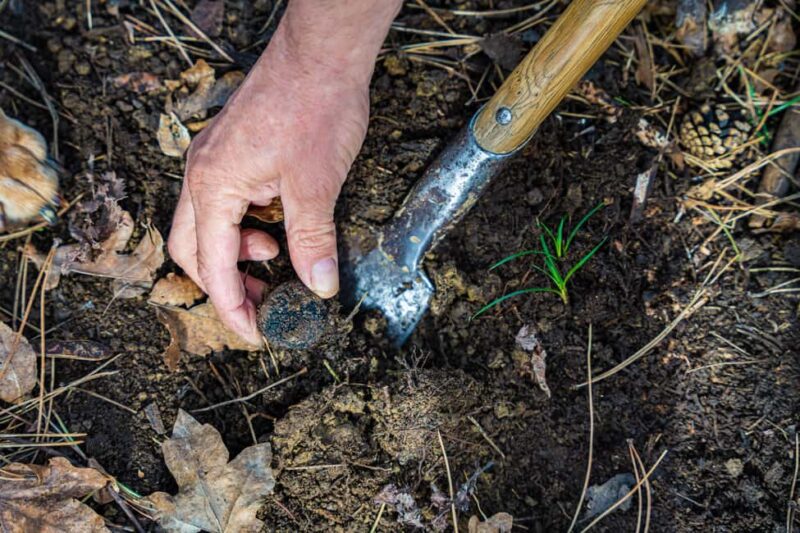 Motovun: Truffle Hunt & 3-Course Brunch with Locals - Key Points