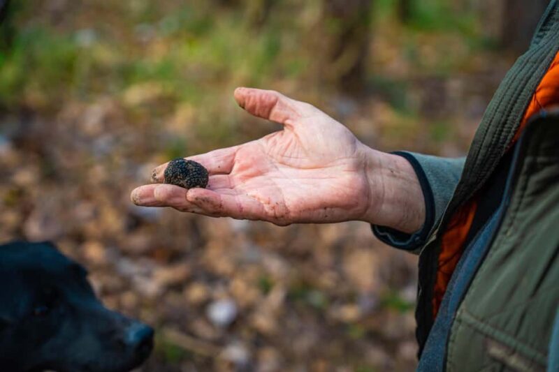 Motovun: Truffle Hunt & 3-Course Brunch with Locals - Discovering Motovun and Its Forests