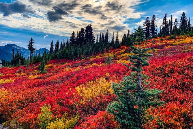 Mount Rainier National Park Self-Guided Audio Tour - Explore the Scenic Wonders of Mount Rainier National Park with a Self-Guided Audio Tour