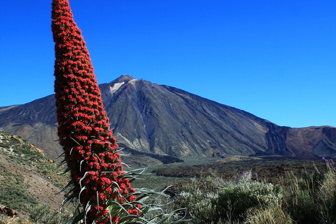 Mount Teide Quad Day Trip in Tenerife National Park - The Experience for First-Time Quad Riders