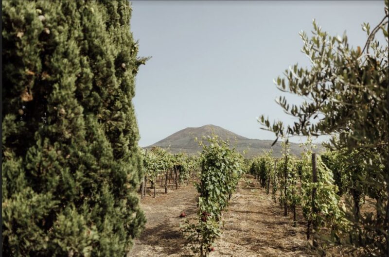Mount Vesuvius: Vineyard Tour with Wine Tasting and Lunch - Key Points
