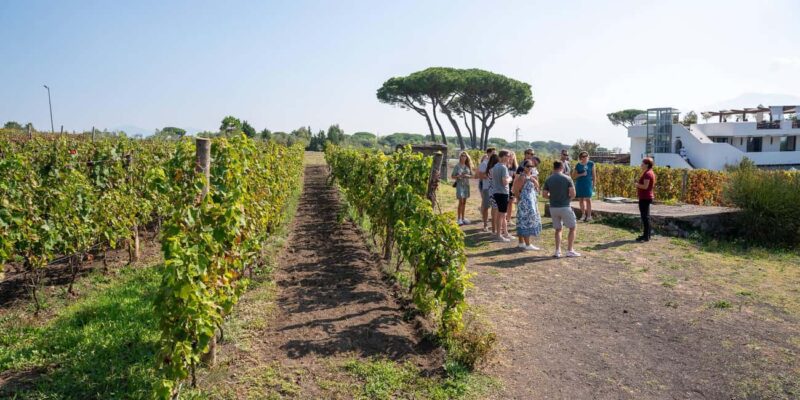 Mount Vesuvius: Vineyards Tour with Wine Tasting and Lunch - Wine Tasting: Celebrating Vesuvian Varietals