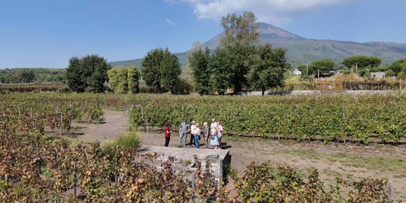 Mount Vesuvius: Vineyards Tour with Wine Tasting and Lunch - Practical Details: Group Size, Booking, and Accessibility