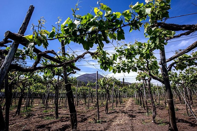 Mount Vesuvius & Wine Tasting with Lunch Private Tour - Vineyard Walk and Wine Tasting at Cantina del Vesuvio