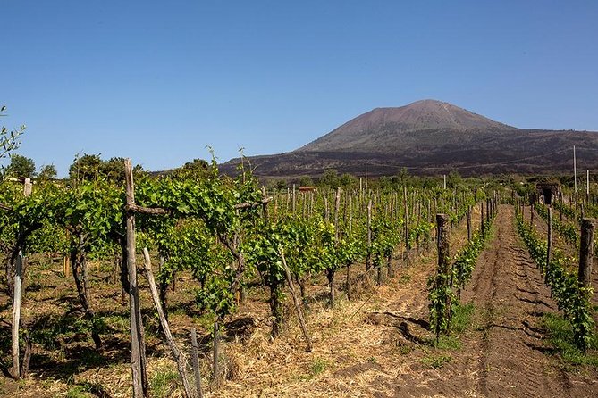Mount Vesuvius & Wine Tasting with Lunch Private Tour from Amalfi Coast - Exploring Vesuvius National Park and the Crater