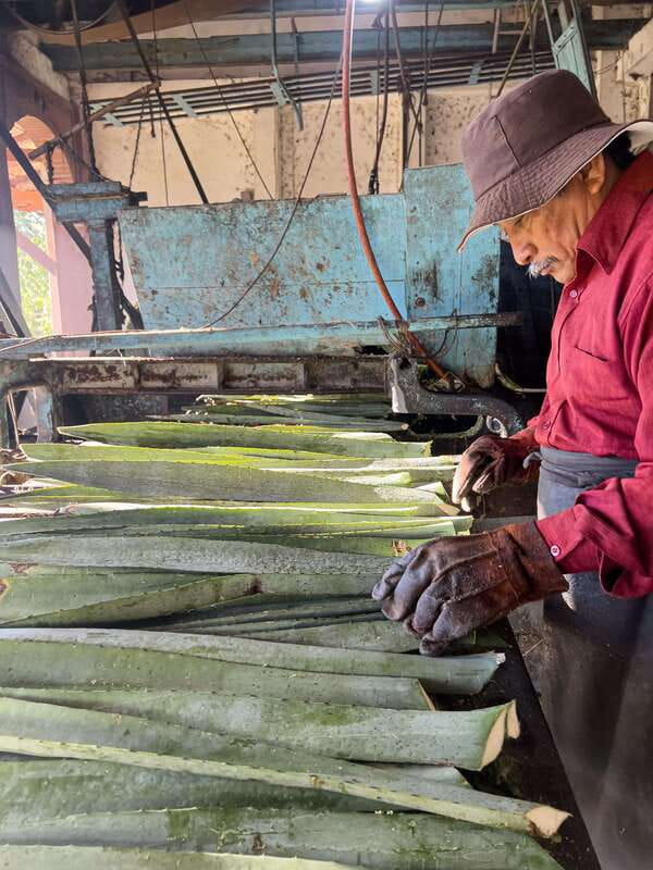 Mountain Biking in the Mayan Jungle / Visit Cenotes / Hacienda - Explore the Unique Mayan Jungle Trails and Cenote Visits in Yucatan