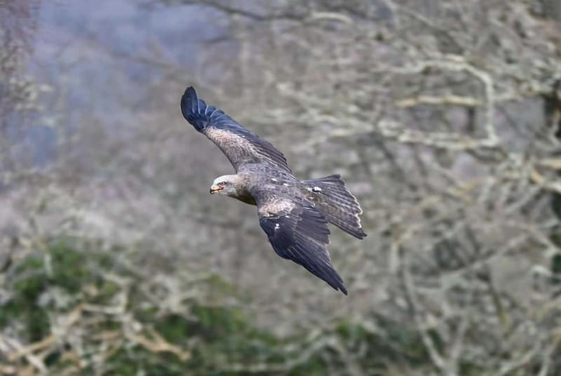 Mountain Passes & Muncaster Castle from Oxenholme - Medieval Weapons Hall and Hands-On Activities