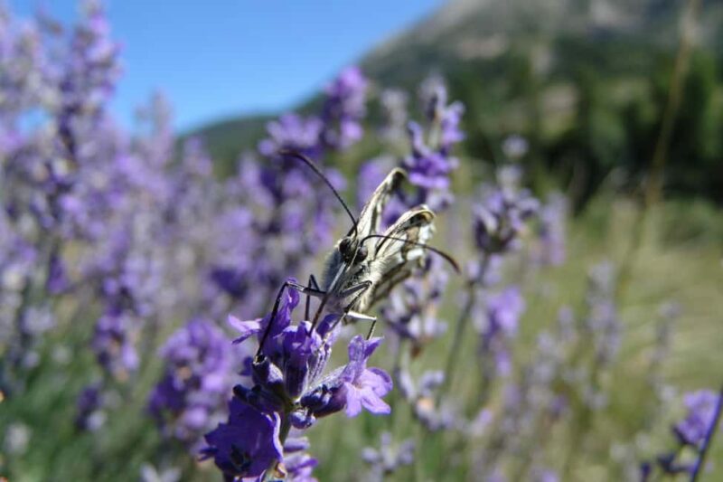 Mountain Train Experience: Hike & Mystic Forest (From Nice) - Visiting Annot and Its Troglodyte Structures