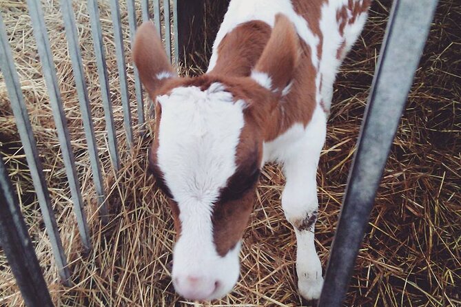 Mozzarella Experience - Cheese Tour and tastings to Masseria Fragnite - Group Size and Booking Details