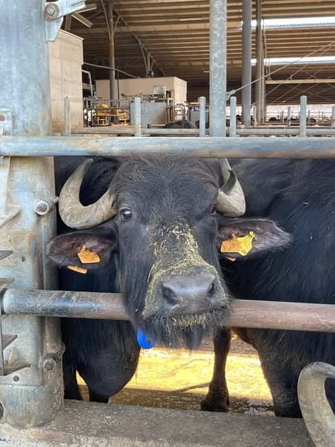 Mozzarella Experience: Tour + Lunch in Paestum's dairy - Discover Paestum’s Dairy with a Guided Buffalo Farm Tour