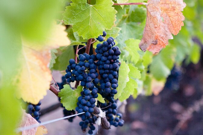 Mt Etna and Wine tasting tour from Catania - Key Points