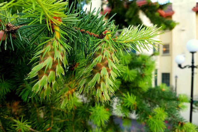 Mt. Hood Loop Tour from Portland - The Majesty of Mount Hood