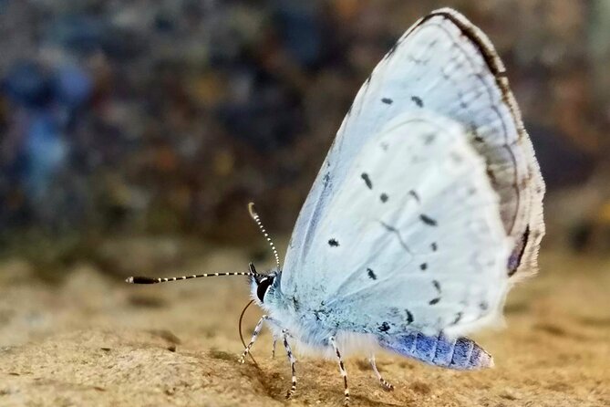 Mt. Hood Loop Tour from Portland - Convenient Meeting and Transportation Details