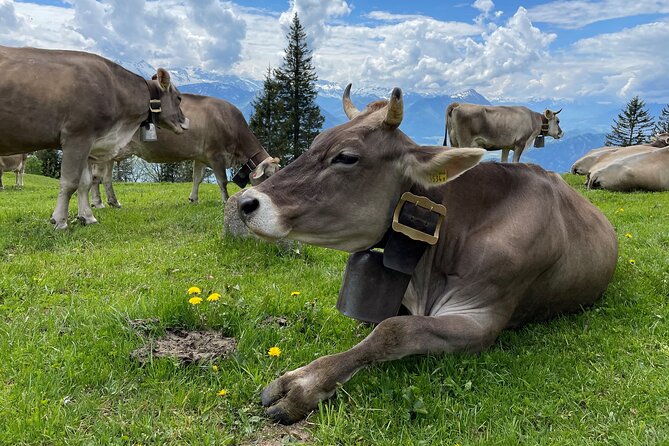 Mt Rigi and Lucerne Day Trip from Zurich With Boat Ride - Descend to Vitznau and Cruise Lake Lucerne