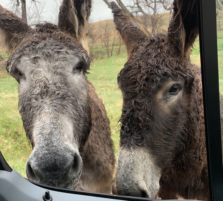 Mt Rushmore, Crazy Horse, Custer State Park Monument Tour - Key Points