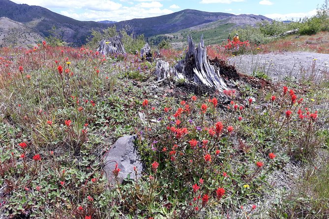 Mt St Helens Full Day Trip - The Experience of Cheryls Northwest Tours Guide