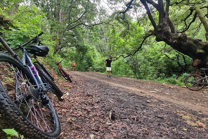 MTB Bike Tour: Monkey Tree + Tule Tree - Discover the MTB Bike Tour to Monkey Tree and Tule Tree in Oaxaca