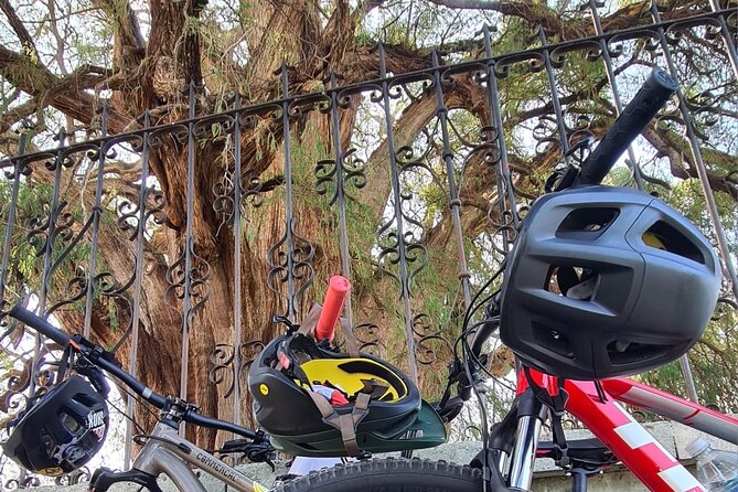 MTB Bike Tour: Monkey Tree + Tule Tree - Exploring the Tule Tree and Its Surroundings