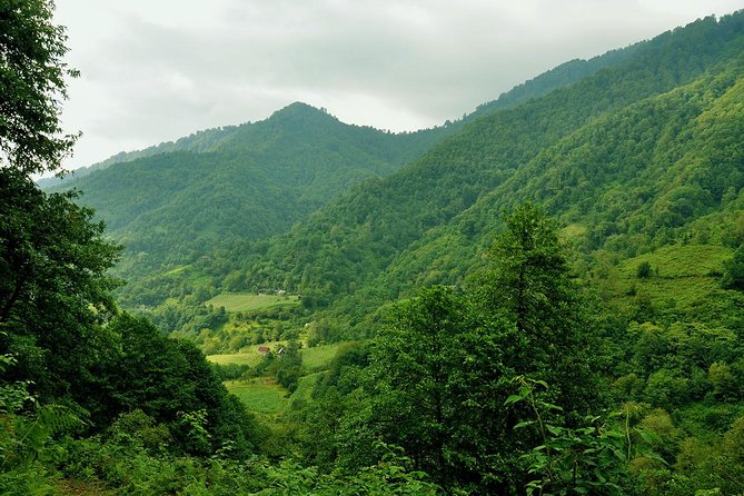 Mtirala National Park Tour - Return Journey to Batumi