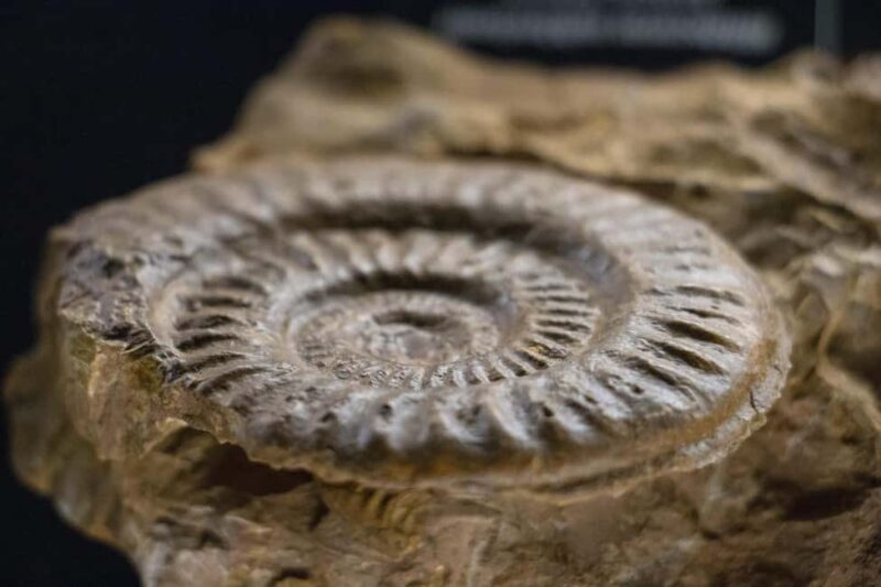 MUCBO | Jardí Botànic de Sóller - Balearic Museum of Natural Sciences - Visitor Feedback: Strengths and Challenges