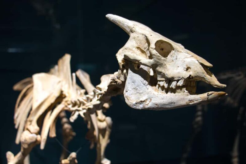 MUCBO | Jardí Botànic de Sóller - Balearic Museum of Natural Sciences - The Role of MUCBO in Conservation and Education