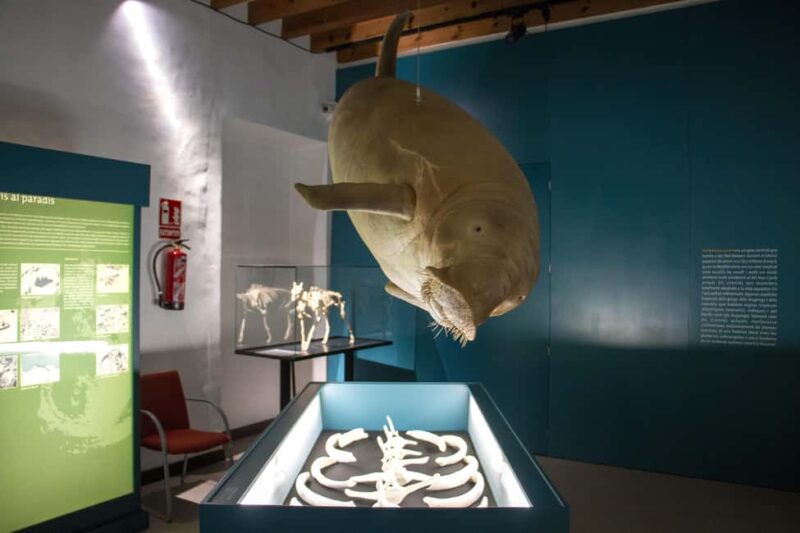 MUCBO | Jardí Botànic de Sóller - Balearic Museum of Natural Sciences - How This Tour Compares to Other Mallorca Attractions