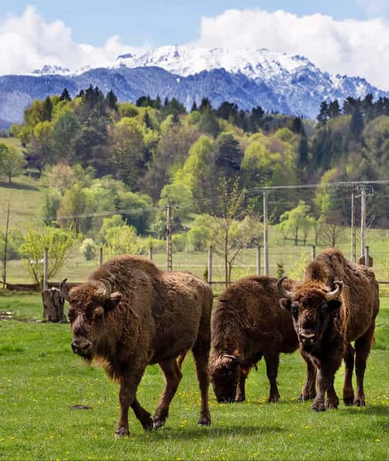 Mud Volcanoes & Trovants, Bison Sanctuary, Waterfall, Lakes. - Witness the Power of Urltoarea Waterfall