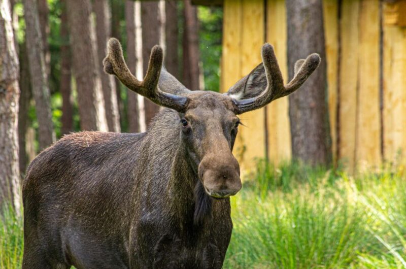 Müden: Wildlife Park Entry Ticket - Falconry Air Shows: Spectacular Birds of Prey Displays
