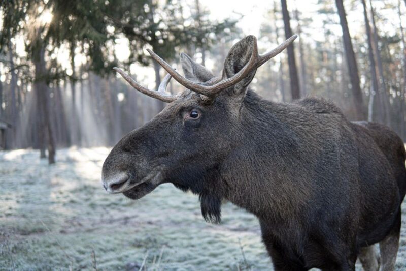 Müden: Wildlife Park Entry Ticket - The Tranquil Setting of the Örtze Valley