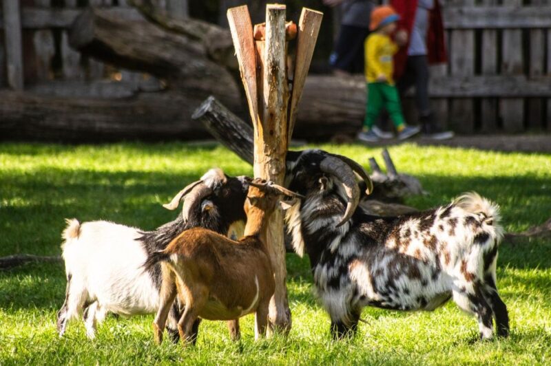 Müden: Wildlife Park Entry Ticket - Practical Details: Booking, Access, and Visiting Tips