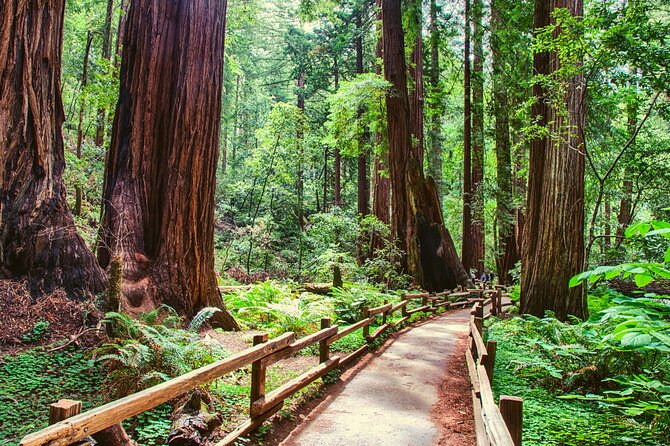 Muir Woods and Sausalito Half Day Tour - Physical Requirements and Accessibility