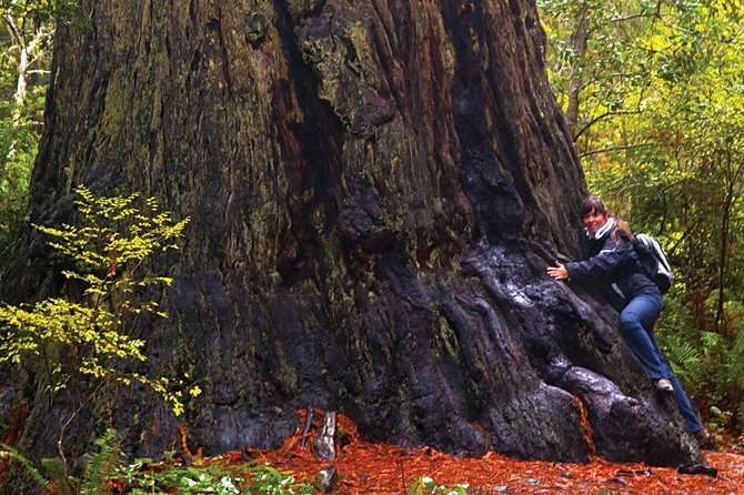 Muir Woods & Napa-8hr-Private Scenic Wine Tour From San Francisco - Included Amenities and Practical Details