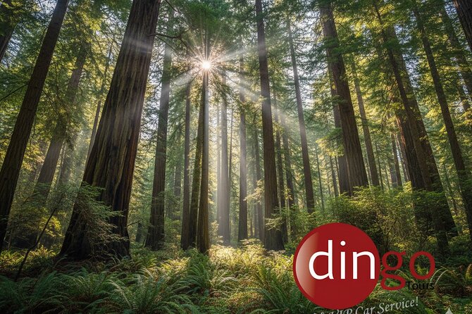 Muir Woods, Sausalito and Golden Gate Bridge - Practical Tips and Considerations