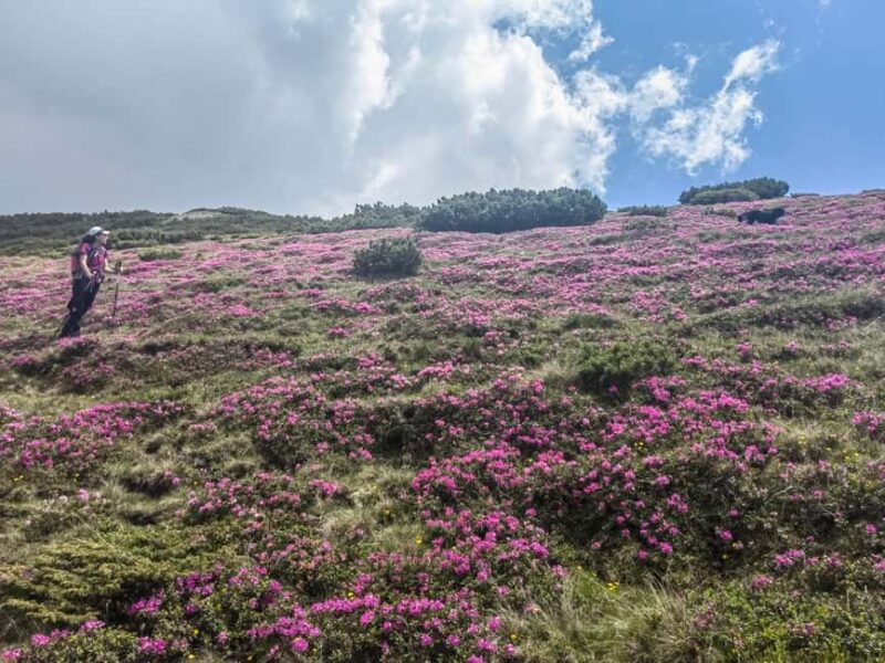 Multi day tour: Piatra Craiului & Bucegi Mountains - Key Points