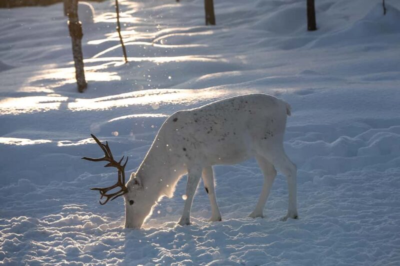 Muotkantunturi Park, Inari - Smoked salmon from Lake Inari and the Northern Lights - Making Smoked Salmon Using Ancient Lapland Methods