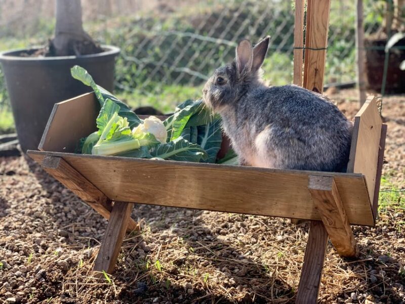Murcia, Astronomy Night in Finca Astronomica - Discover the Magic of Astronomy Night at Finca Astronomica in Murcia