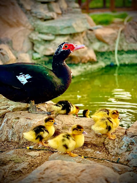 Murcia, Astronomy Night in Finca Astronomica - Key Points